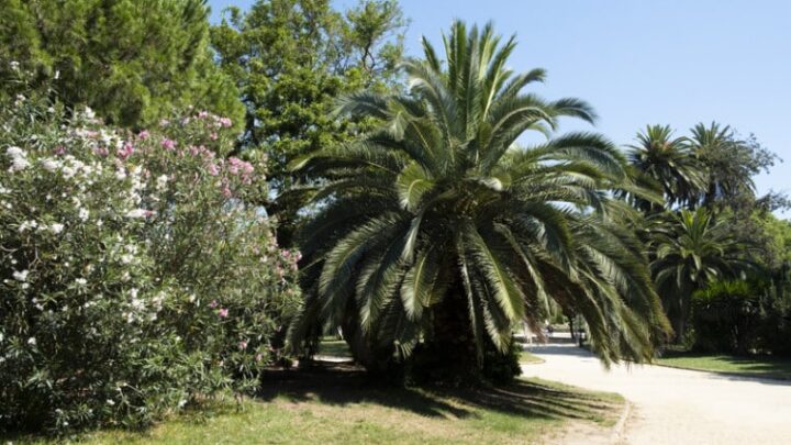 Claves sobre el Jardín Botánico de Barcelona