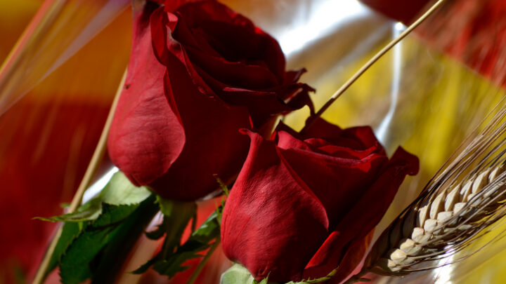 Celebra el día de Sant Jordi 2018 por todo lo alto