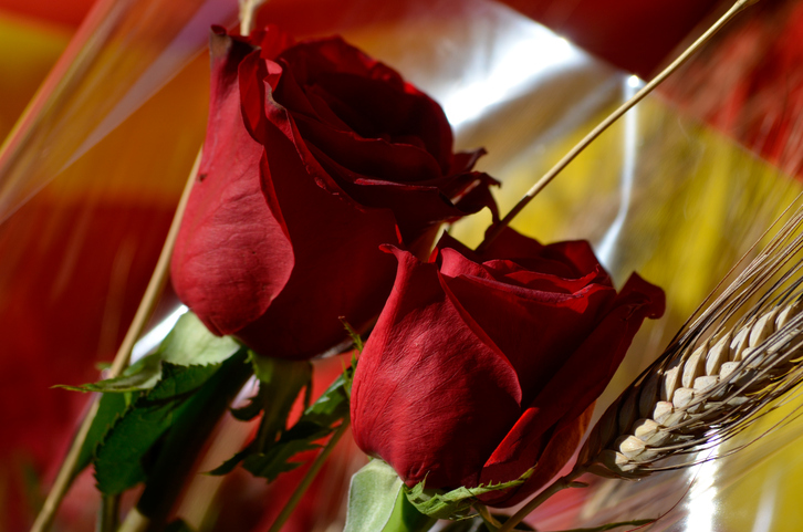 Celebra el día de Sant Jordi 2018 por todo lo alto
