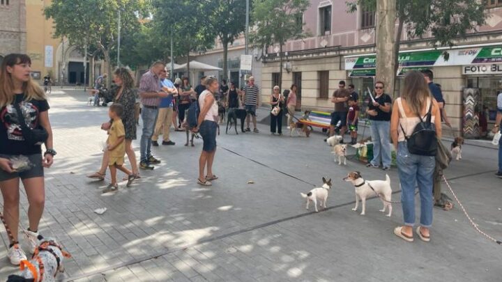 El grupo municipal Sant Feliu VIVA! defiende los derechos animales en Sant Feliu de Llobregat